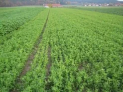 Alexandrinerklee Gründüngung 1kg