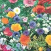 Blumenmischung, Wiesenblumen Und Kräuter, Inhalt: 1kg Für 1000m², Mehrjährig, Höhe: 30-70 Cm, Nützlingswiese