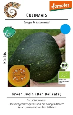 Kürbis Green Jugin Speisekürbis Mit Festem Fruchtfleisch