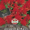 Feuersalbei Salvia Splendens Carrabiniere