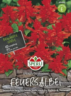 Feuersalbei Salvia Splendens Carrabiniere