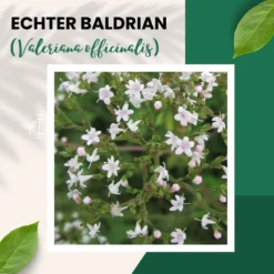 Echter Baldrian Valeriana Officinalis Traditionelle Heilpflanze -Günstiges Blueten Haus Geschäft gt baldrian 13