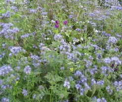 Kiepenkerl Tübinger Mischung, Einjährig - 1kg