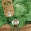 Kopfsalat BIO