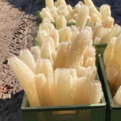 Le Gurque – Luffaschwamm, Zum Hängen -Günstiges Blueten Haus Geschäft luffa schwamm haengen4