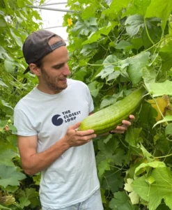 Le Gurque – Luffaschwamm, Zum Hängen -Günstiges Blueten Haus Geschäft luffa schwamm haengen6