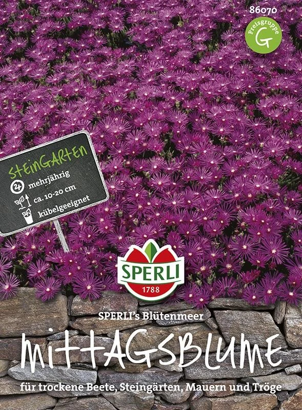 Mittagsblume SPERLING´s Blütenmeer, Bildet Ab Frühsommer Einen Attraktiven Purpurnen Blütenteppich 2 Mittagsblume SPERLING´s Blütenmeer, Bildet Ab Frühsommer Einen Attraktiven Purpurnen Blütenteppich – Bild 2