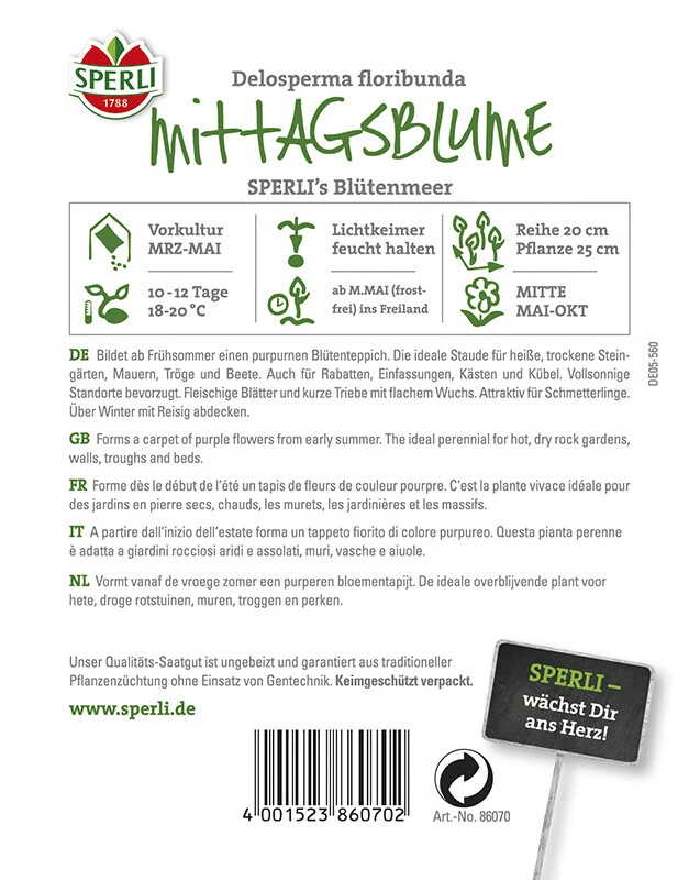 Mittagsblume SPERLING´s Blütenmeer, Bildet Ab Frühsommer Einen Attraktiven Purpurnen Blütenteppich 1 Mittagsblume SPERLING´s Blütenmeer, Bildet Ab Frühsommer Einen Attraktiven Purpurnen Blütenteppich