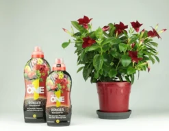 Nutri ONE Universal-Dünger, Flüssigkonzentrat Für Topfpflanzen, Balkonpflanzen, Gemüse, Kräuter Und Garten, 500 Ml Flüssigdünger -Günstiges Blueten Haus Geschäft nutri one universal duenger fluessigkonzentrat fuer topfpflanzen balkonpflanzen gemuese kraeuter und garten 500 ml fluessigduenger4