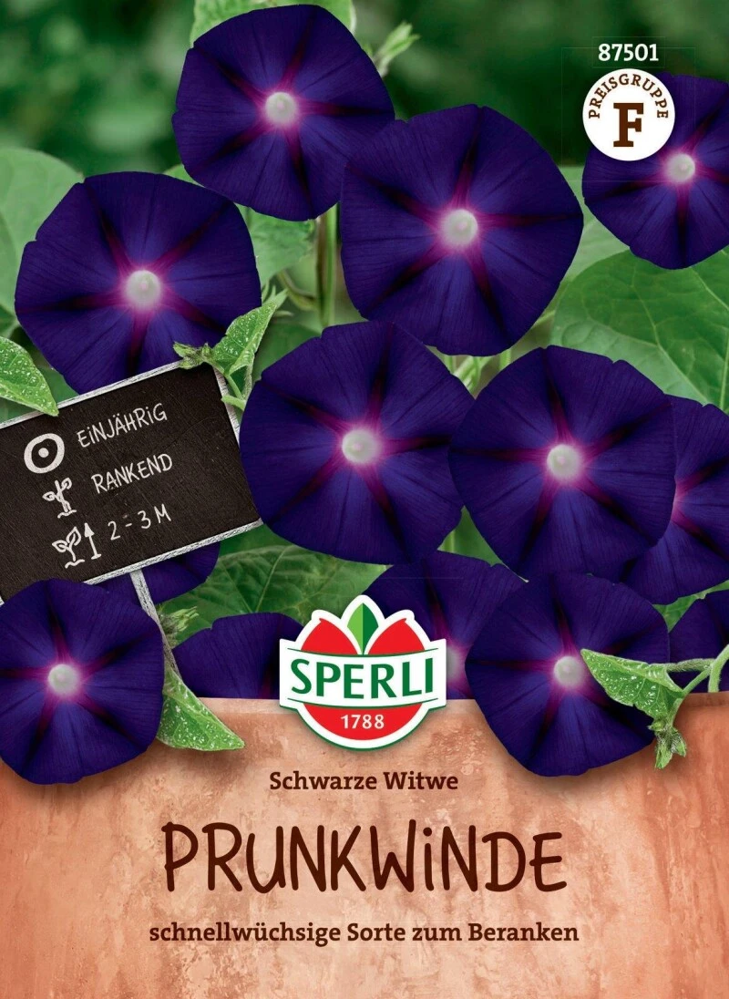 Prunkwinde Schwarze Witwe, Schnellwüchsige Sorte Zum Beranken, Sperli Saatgut 2 Prunkwinde Schwarze Witwe, Schnellwüchsige Sorte Zum Beranken, Sperli Saatgut – Bild 2