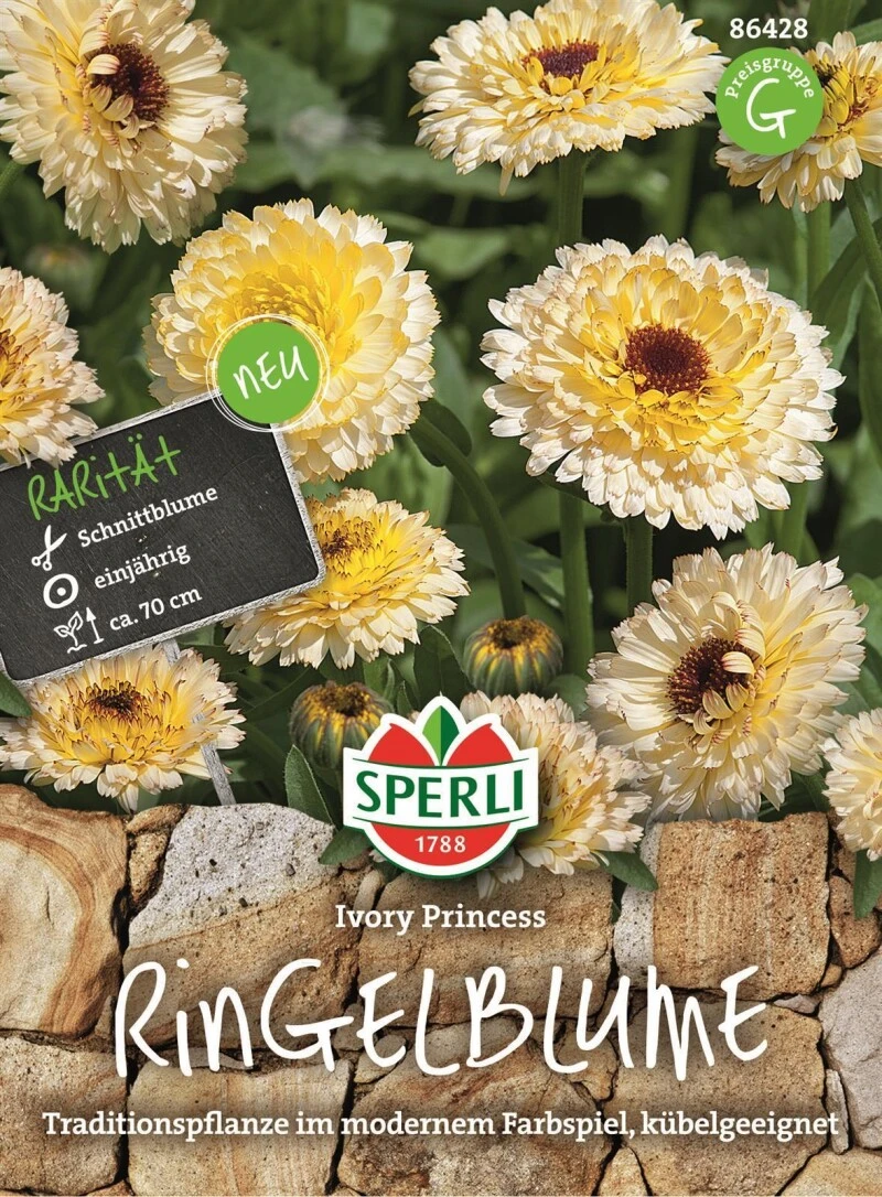 Ringelblume Calendula, Ivory Princess 1 Ringelblume Calendula, Ivory Princess