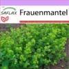 Frauenmantel - Alchemilla Vulgaris Heilpflanzen