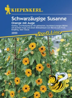 Schwarzäugige Susanne Thunbergia Orange Mit Auge -Günstiges Blueten Haus Geschäft schwarzaeugige susanne thunbergia orange mit auge