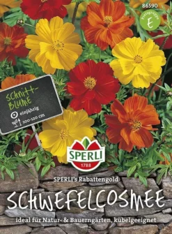 Schwefelkosmee SPERLI´s Rabattengold | Ideal Als Hintergrundpflanzen In Beeten Oder Bauerngärten -Günstiges Blueten Haus Geschäft schwefelkosmee rabattengold