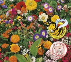 Sommerblumenmischung Einjährig Niedrige Sorten