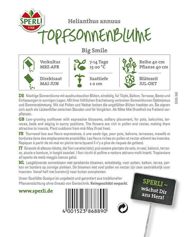 Sonnenblume Big Smile (Topfsonnenblume) 2 Sonnenblume Big Smile (Topfsonnenblume) – Bild 2
