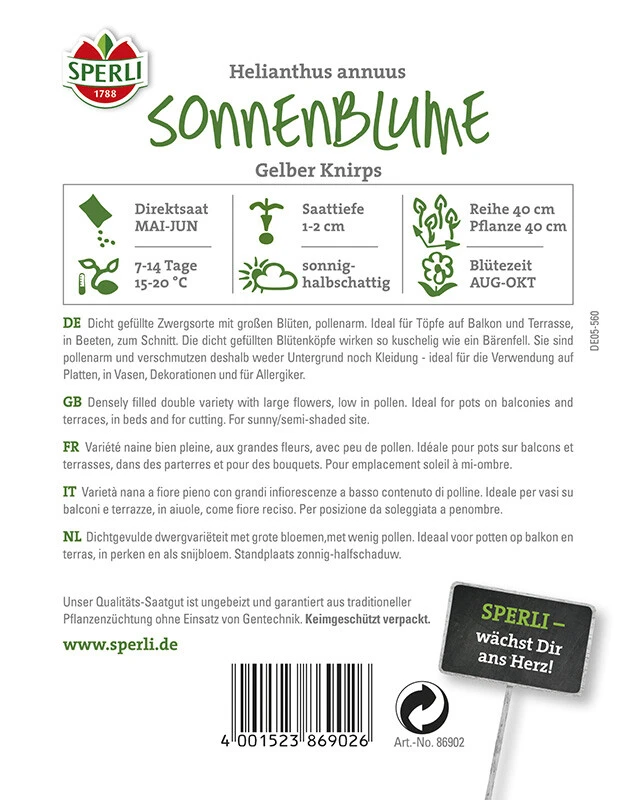 Sonnenblume Gelber Knirps 2 Sonnenblume Gelber Knirps – Bild 2