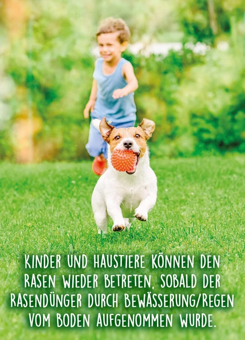 Substral Herbst Rasendünger, 12,5kg Für 500qm, Kaliumreicher Spezial-Rasendünger Mit Lang Anhaltender Wirkung 3 Substral Herbst Rasendünger, 12,5kg Für 500qm, Kaliumreicher Spezial-Rasendünger Mit Lang Anhaltender Wirkung – Bild 3