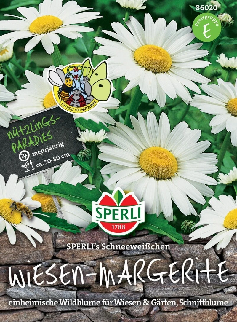 Wiesen-Margerite Schneeweißchen | Ideale Pflanze Für Blumenwiesen Wildrasen Natur- U Bauerngärten 3 Wiesen-Margerite Schneeweißchen | Ideale Pflanze Für Blumenwiesen Wildrasen Natur- U Bauerngärten – Bild 3