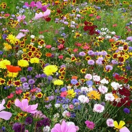 Wildblumen Nützlingsparadies Einjährig 2 Wildblumen Nützlingsparadies Einjährig – Bild 2