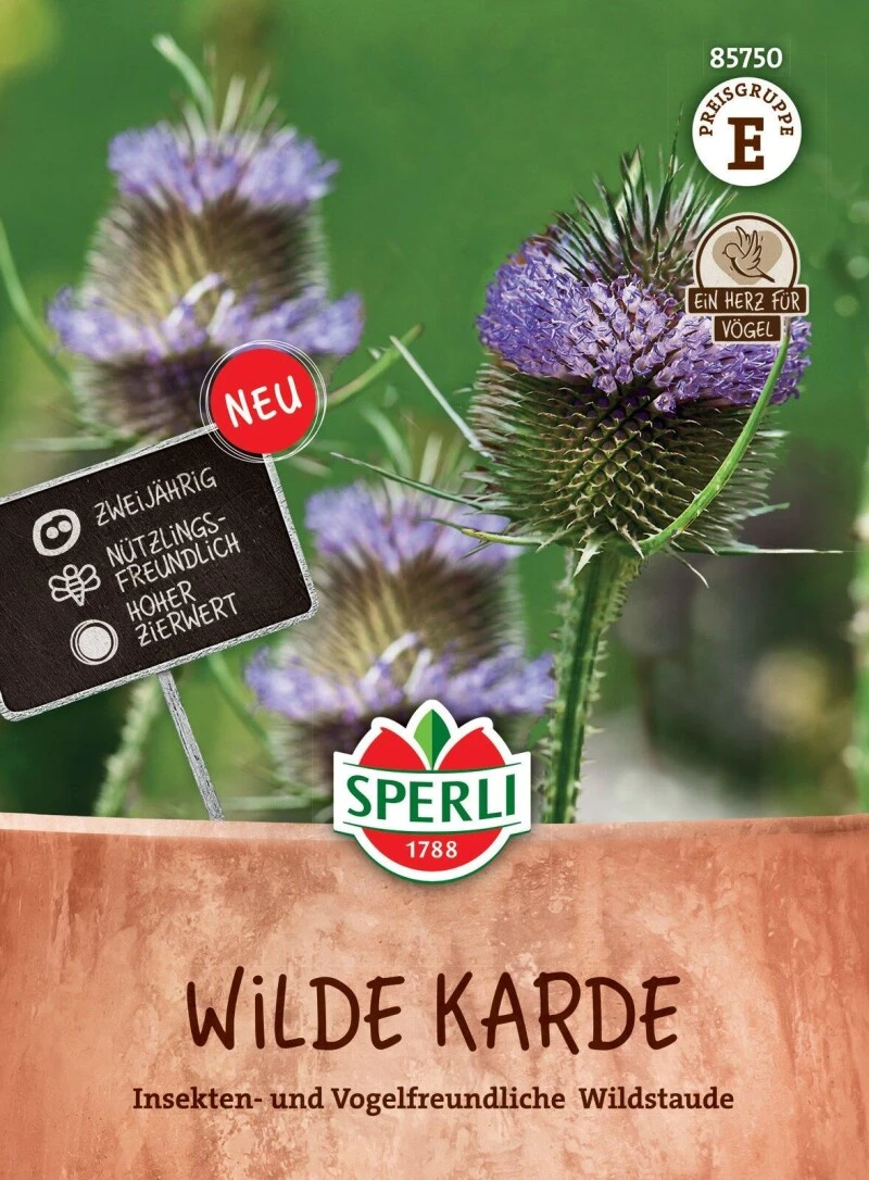 Wilde Karde Zweijährig Nützlingsmagnet Schnell Keimend 1 Wilde Karde Zweijährig Nützlingsmagnet Schnell Keimend