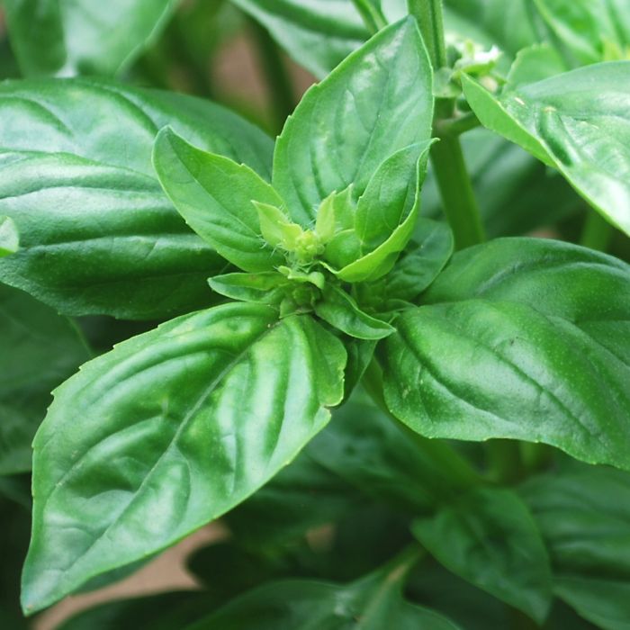 Günstiges Blueten Haus Geschäft -Günstiges Blueten Haus Geschäft genoveser