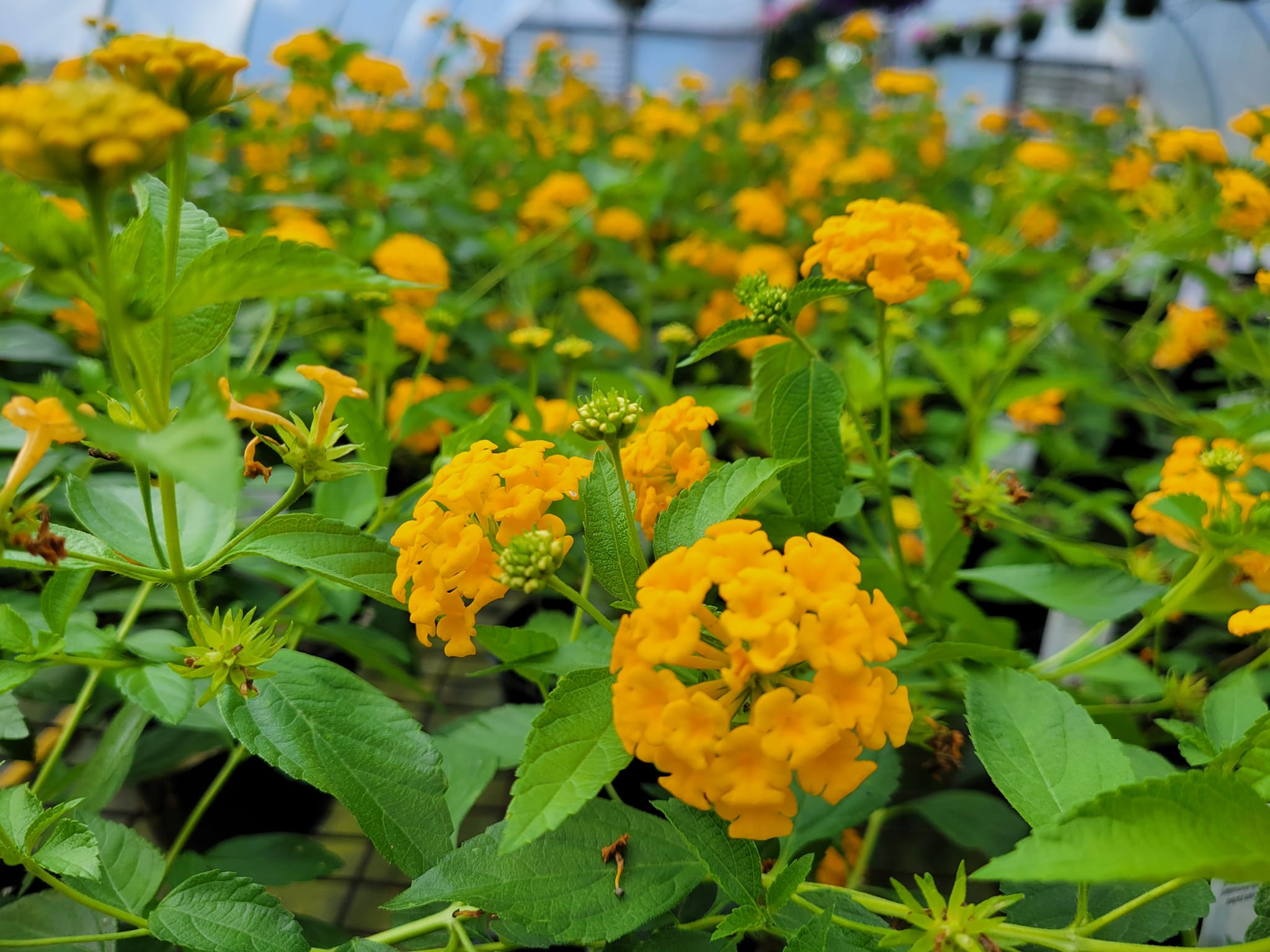 Günstiges Blueten Haus Geschäft -Günstiges Blueten Haus Geschäft ggggg 25